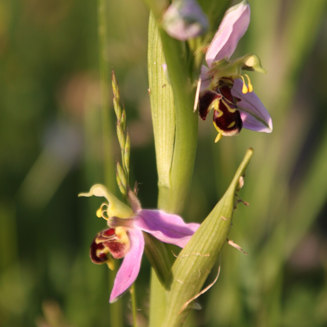 Bee Orchid