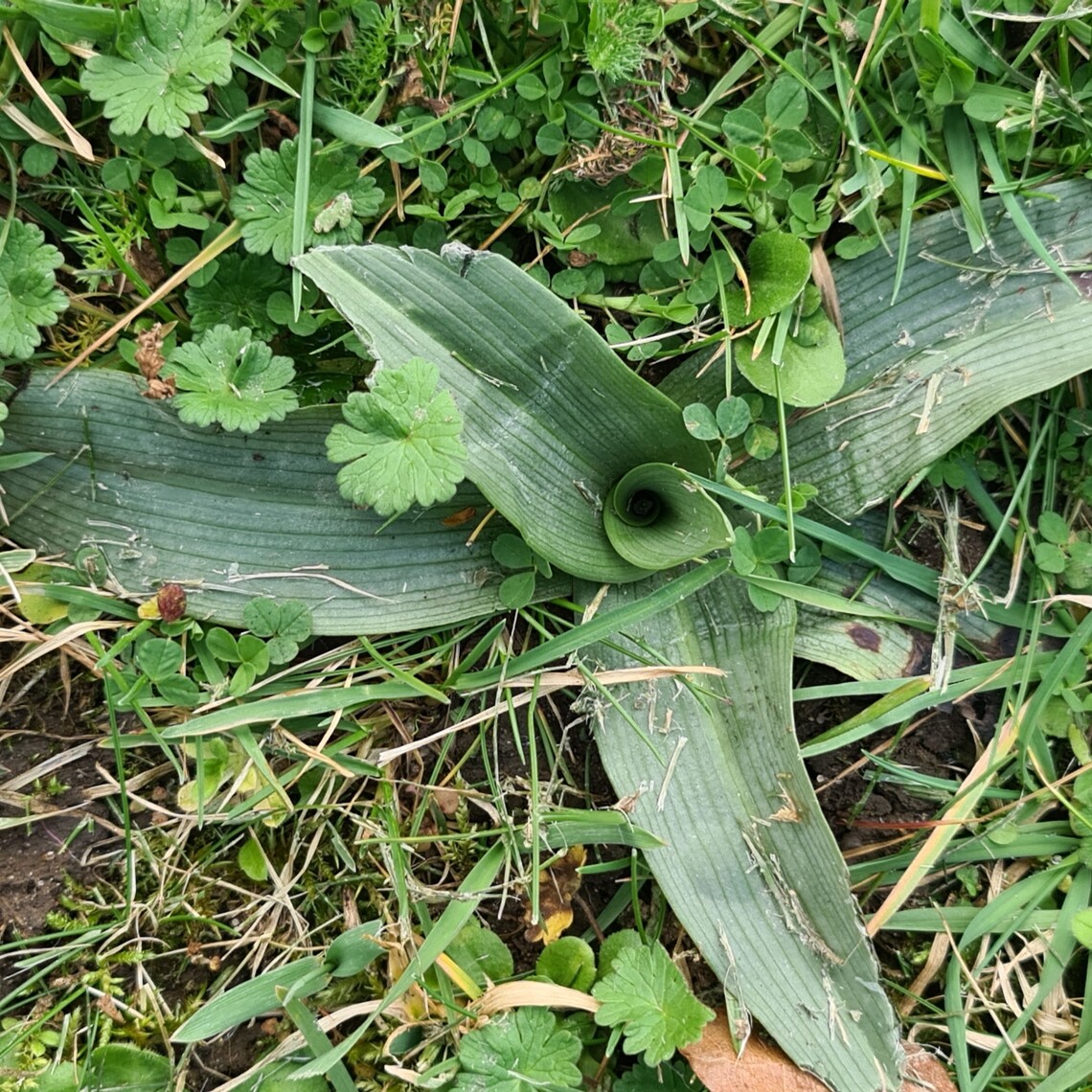 Hampton Heath Bee Orchid