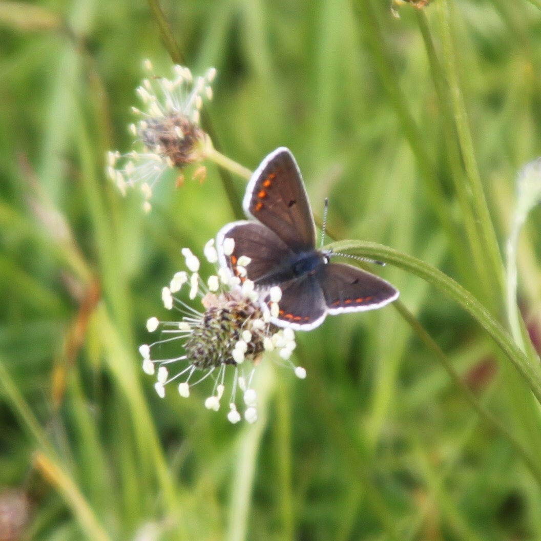 Hampton Heath Brown Argus