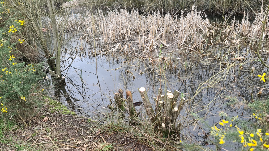 Hampton Heath coppicing willow