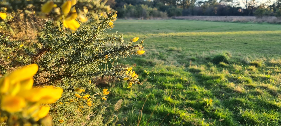 Hampton Heath - gorse view 2023-11-05