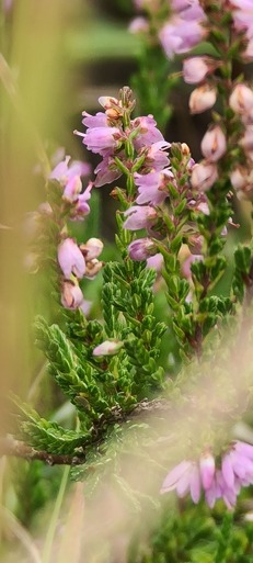 Hampton Heath Heather in flower 2023-08-06