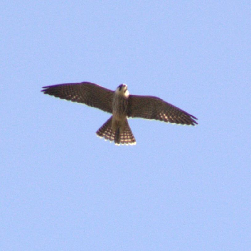 Hampton Heath - Hobby_2023-09-05