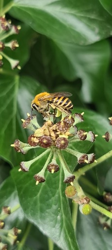 Hampton Heath - Ivy Bee_2023-09-30