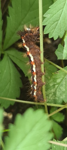 Hampton Heath - Knot Grass Moth 2023-09-13