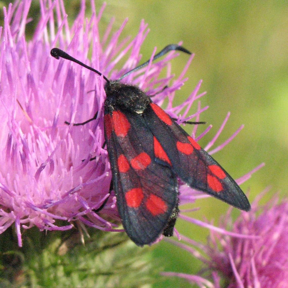 Six Spot Burnet Moth