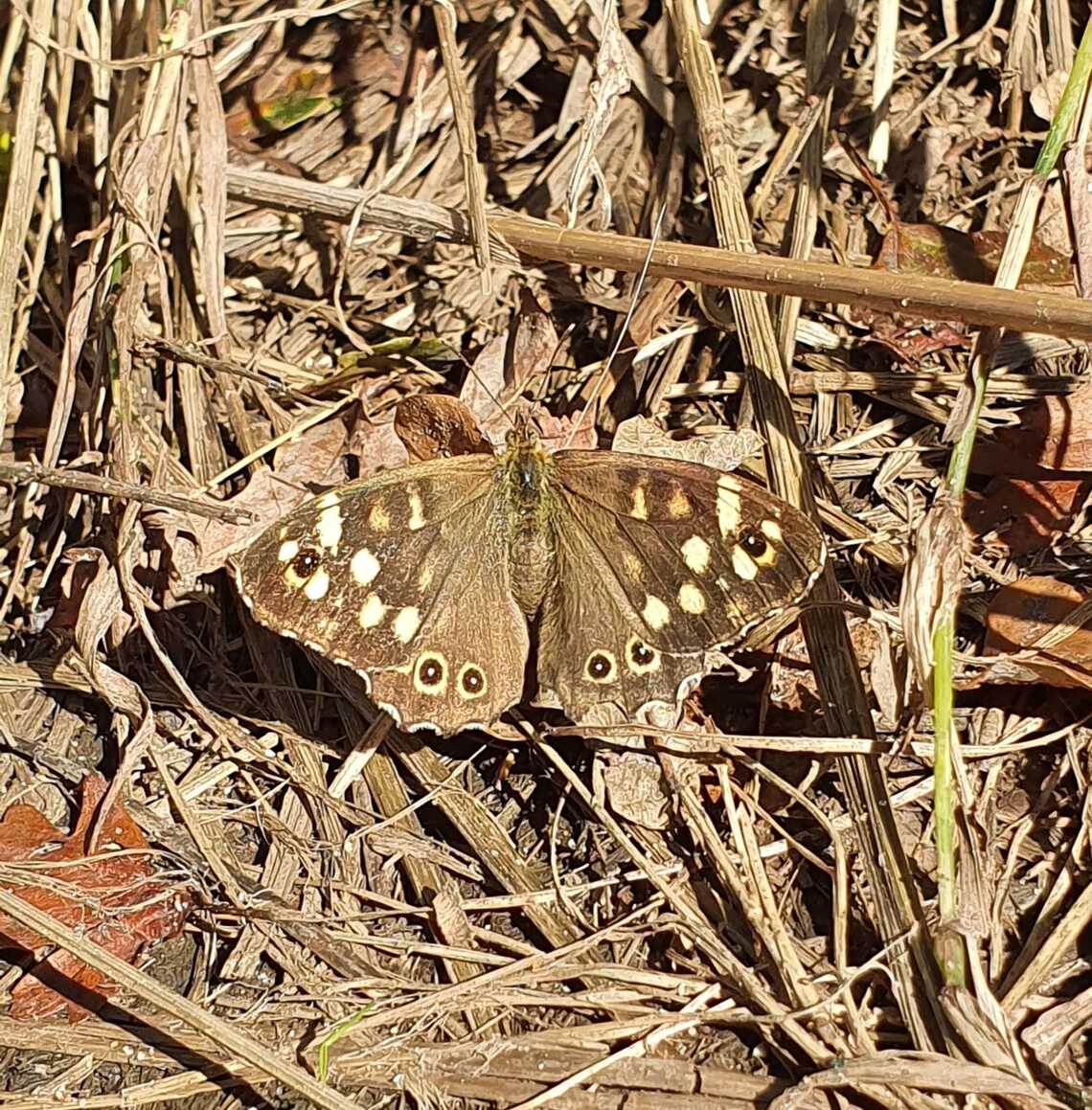 Hampton Heath - Speckled Wood-2023-09-23