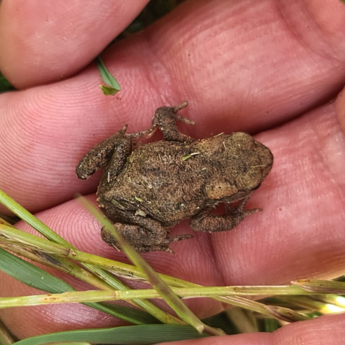 Hampton Heath toadlet 2023-07-30