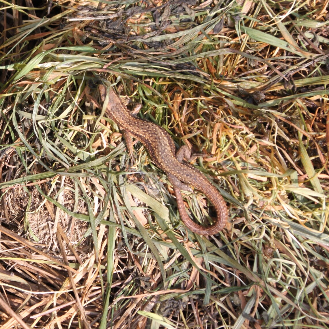 Hampton Heath Viviparous Lizard