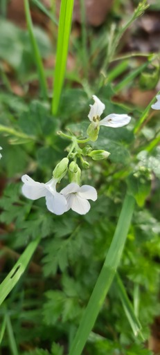 Hampton Heath - White Honesty 2023-12-31