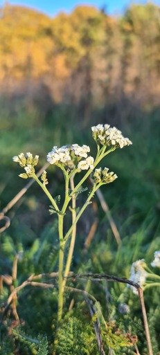 Hampton Heath - Yarrow - 2023-11-25