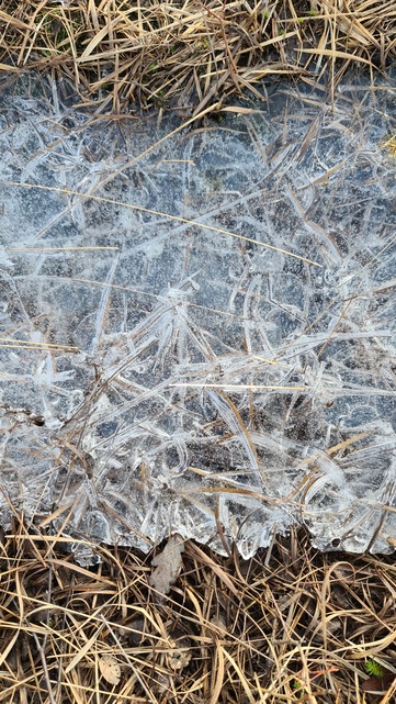 Hampton Heath - Ice and grasses