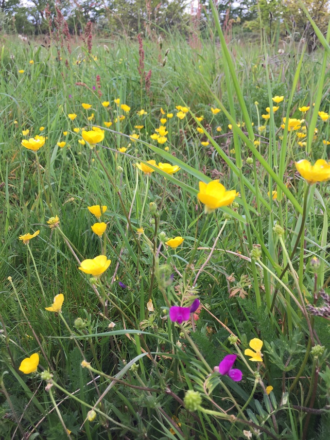 VEtch and Buttercup