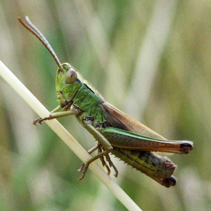 Meadow Grasshopper - Hampton Heath - 2021-07-21