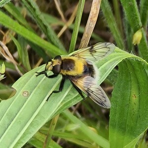 Bumble Bee Hoverfly - Hampton Heath - 2022-07-02