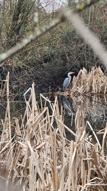 Hampton Heath - Grey Heron